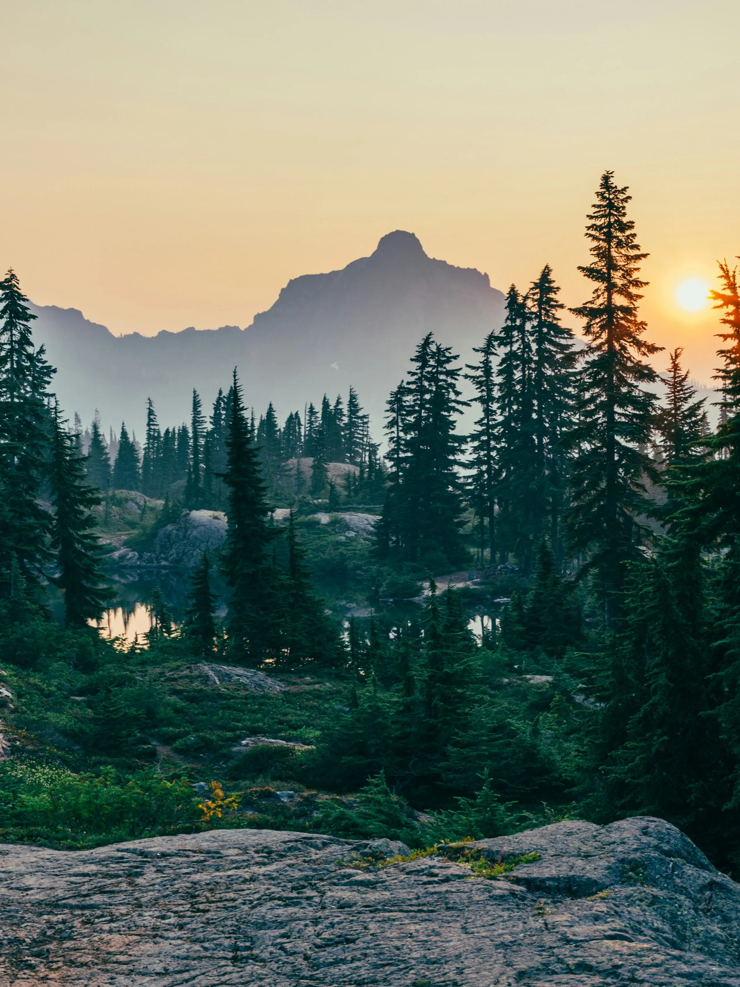 Aerial view of a dense forest